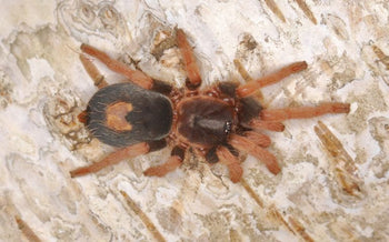 Cyriocosmus aueri (Peruvian Dwarf Redleg Tarantula) 0.25-0.5"