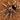 Cyriocosmus elegans, Trinidad Dwarf Tiger tarantula.