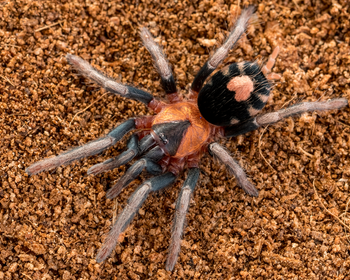 Cyriocosmus elegans (Trinidad Dwarf Tiger Tarantula) Immature Male about 1"