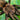 Theraphosinae sp. 'Chorillo Chica' Tarantula 0.75-1" *NEW* WEEKLY DEAL