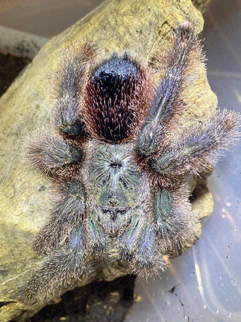Avicularia sp. shuriana (Shuriana Pink Toe Tarantula) 0.5-0.75"