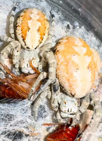 Stegodyphus dufouri 'Oman' (Orange Desert Velvet Spider) 0.33-0.5"