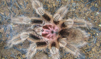 Grammostola porteri (Chilean Rose-Hair Tarantula)