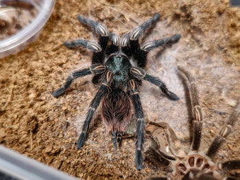 Euathlus sp. Hermosa, Chilean Emerald Beauty tarantula.