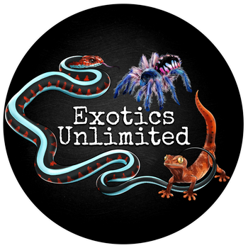 Pamphobeteus sp. 'onyx' Tarantula 1–1.5"