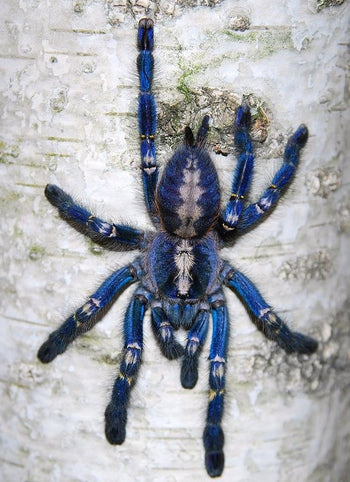 Poecilotheria metallica (Gooty Sapphire Tarantula)