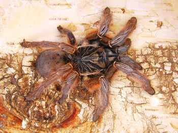 Augacephalus ezendami (Mozambique Golden Starburst Baboon Tarantula)