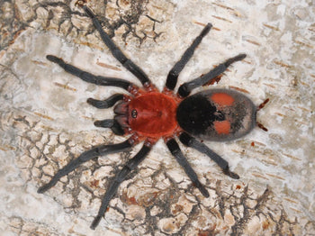 Bumba horrida (Brazilian Red Head Tarantula) FEMALE 2"