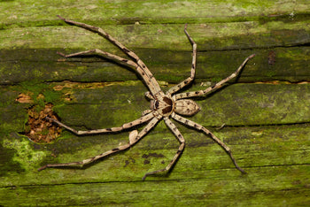 Heteropoda venatoria 0.75-1"