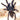 Phormingohilus arboricola (Borneo Black Tarantula)