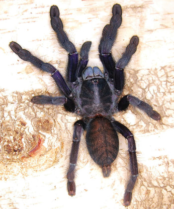 Phormingohilus arboricola (Borneo Black Tarantula)