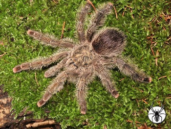Avicularia sp. aurantiaca, Golden Pink Toe tarantula.