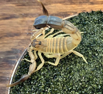 Androctonus australis 'Hector' Morocco locale (Black Clawed Yellow Fattail Scorpion) 0.5-0.75"