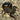 Androctonus baluchicus 'BRIGHT' Fattail Scorpion