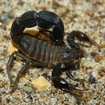 Androctonus baluchicus 'BRIGHT' Fattail Scorpion 0.5-0.75"