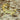 Androctonus australis 'Hector' Tunisia locale (Black Clawed Yellow Fattail Scorpion)