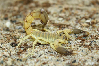 Androctonus australis 'Hector' Tunisia locale (Black Clawed Yellow Fattail Scorpion) 0.5-0.75"