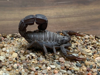 Androctonus gonneti (Ebony Fattail Scorpion) 0.25-0.5"