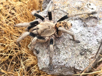 Anqasha minaperinaensis 0.5" *RARE*