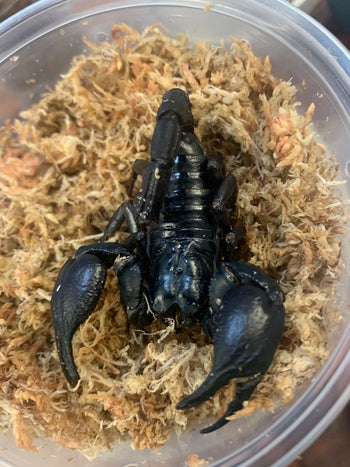 Heterometrus silenus (Asian Forest Scorpion)