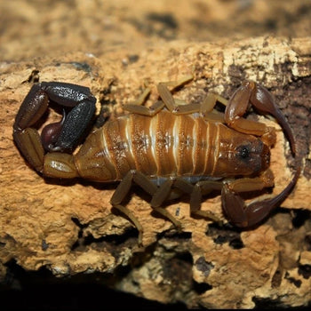 Heteroctenus junceus, Blue scorpion, 0.25 to 0.5 inch.