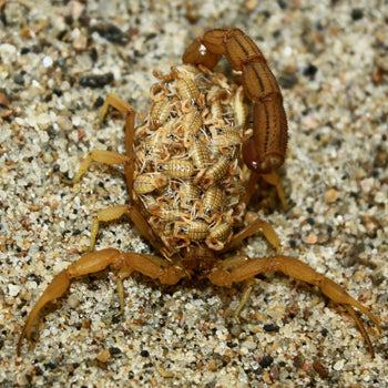 Hottentotta tamulus, Indian Red scorpion, 0.25 to 0.5 inch.