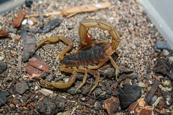 Hottentotta sp. India (Indian Black and Red Scorpion) 0.25-0.5"