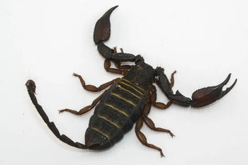 Hadogenes paucidens (Olive Keeled Flat Rock Scorpion) 0.5-0.75"