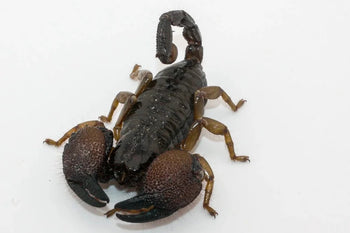 Pandinurus exitialis (Gold Claw Scorpion)