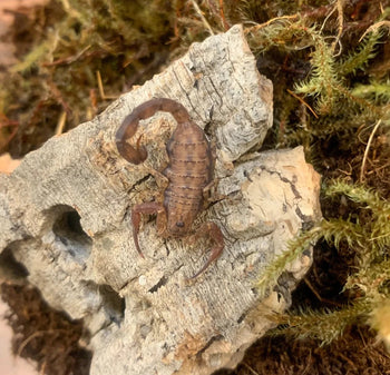 Tityus magnimanus (Venezuela Thick-tailed Scorpion)