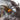 Linothele fallax (Tiger Funnel-Web Spider) FEMALE