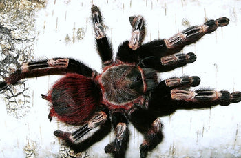 Vitalius (Ex. Nhandu) chromatus (Brazilian Red & White Tarantula) 0.5-0.75"