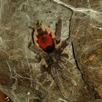 Neostenootarsus sp. Surinam tarantula.