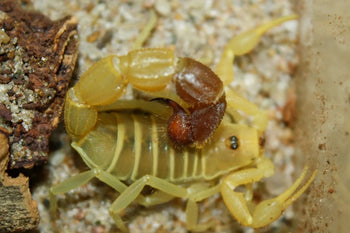Parabuthus capensis BRIGHT (Cape Thicktail Scorpion) 0.25-0.5"