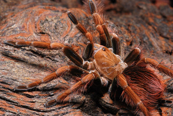 Pamphobeteus sp. 'Mascara' (Mascara Birdeater Tarantula) FEMALE