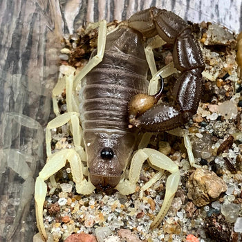 Parabuthus schlechteri (Burrowing Thicktail Scorpion)