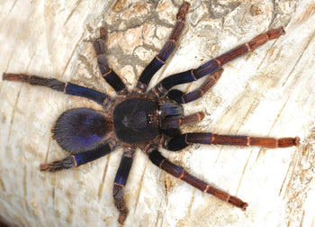 Psednocnemis brachyramosa (Malaysian Blue Femur Tarantula)