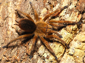 Spinosatibiapalpus sp. 'Gitan' (Dwarf Bronze Tarantula) 1/4"