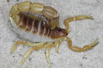Parabuthus mossambicensis (Mozambique Thicktail Scorpion)
