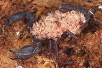 Chaerilus stockmannorum (Stockmann Bush Scorpion)