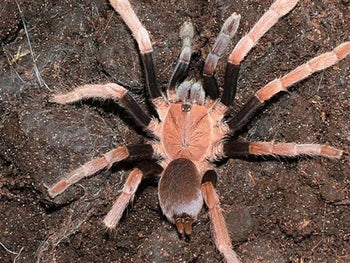 Selenocosmia arndsti (New Guinea Orange Tarantula)