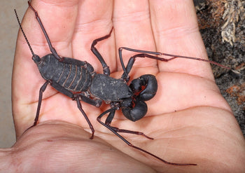 Thai Black Vinegaroons (Typopeltis sp.) Scorpion