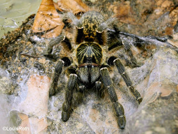Ceratogyrus meridionalis (Zimbabwe Grey Baboon Tarantula) MALE