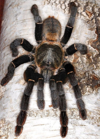 Haplopelma hainanum tarantula.