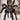 Haplopelma hainanum tarantula.