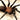 Linothele sericata (Colombian Blue & Gold Funnel-web Spider) MALE