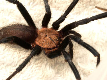 Linothele sericata (Colombian Blue & Gold Funnel-web Spider) MALE