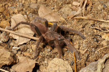 Acanthoscurria maga (Antilles Pink Patch) 0.5"