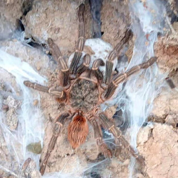 Thrixopelma sp. 'sevilla' Tarantula 0.5" FREE AFTER $250 SPENT