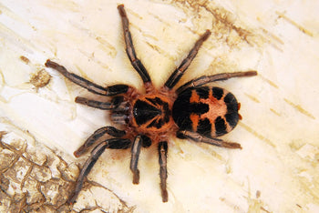 Cyriocosmus leetzi (Venezualan Dwarf Beauty Tarantula)